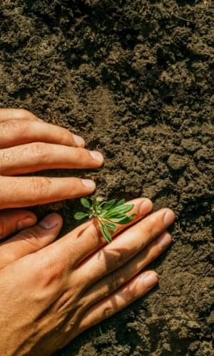 hands tending soil